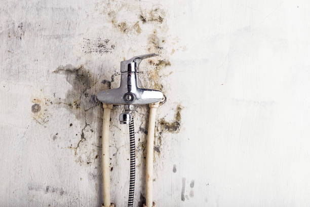 Best Commercial Mold Removal  in Finderne, NJ