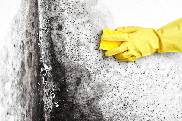 Crawl Space Mold Removal in Finderne, NJ