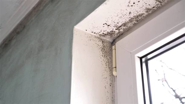 Best Same-Day Mold Removal  in Finderne, NJ