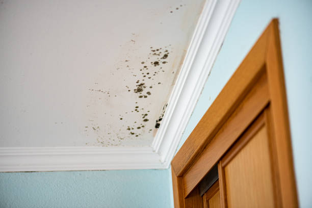 Best Home Mold Removal  in Finderne, NJ