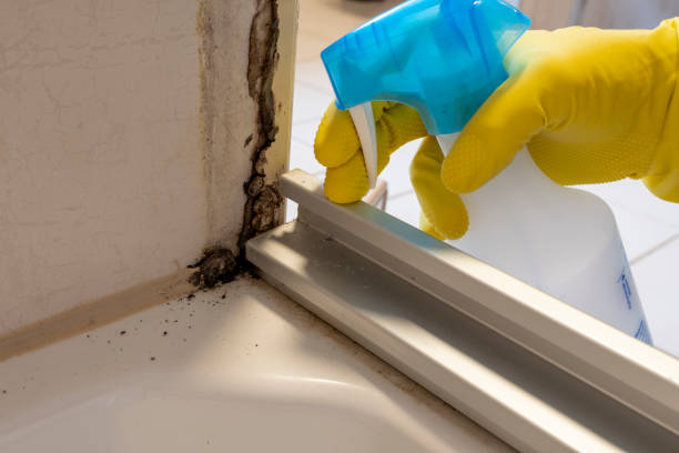 Best Mold Testing  in Finderne, NJ