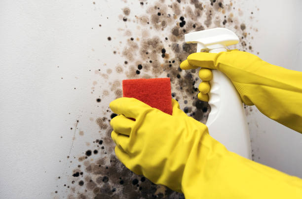 Best Mold Testing and Removal  in Finderne, NJ