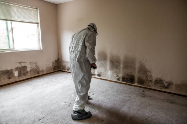 Best Mold Testing  in Finderne, NJ