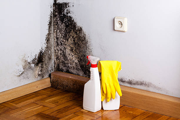Best Black Mold Removal  in Finderne, NJ