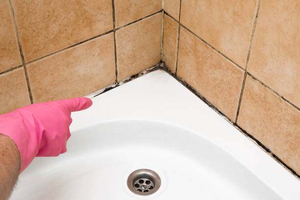 Best Affordable Mold Removal  in Finderne, NJ