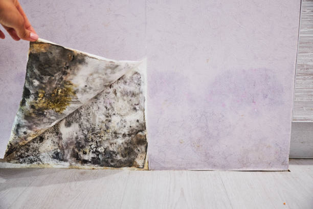 Best Mold Removal Company Near Me  in Finderne, NJ
